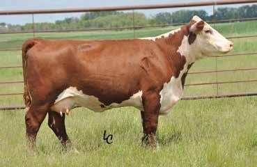 Reference Sire TH 409A 475Z Due North 361C ET Sire of Lots 72-79 REFERENCE SIRE TH 409A 475Z DUE NORTH 361C ET P43596963 Calved: Jan.