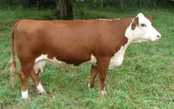 01 5 Recommended for use on heifers BW 86 lb.; Adj. 205-day wt. 614 lb.