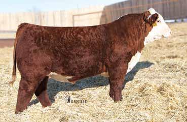 21 Homozygous polled TH El Dorado 57D was the popular, homozygous polled selection and second high selling bull of the 2017 TH sale. 57D was selected by Monahan Cattle Co., Neb., and Select Sires.
