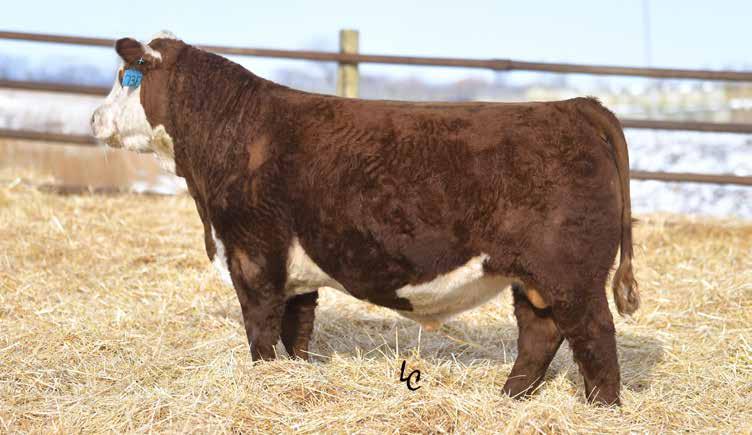 TH A208 49B El Dorado 57D Progeny LOT 81 LOT 81 TH 90U 57D EL DORADO 73F TH 512X 145Y EL DORADO 49B ET TH A208 49B EL DORADO 57D P43694428 GV CMR X178 MS STRONG A208 NJW FHF
