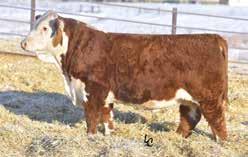 Eye pigment: LE 100/RE 100 TH 127U 72W NICKY 176Z DAM OF LOT 84 TH 176Z 121C GENTRY 80E MATERNAL BROTHER TO LOT 84