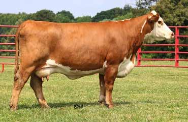 96F exhibits a flawless structure with an abundance of power and growth. His beautifully uddered dam is feminine yet powerful in her design. She displays lifetime ratios of 102.8 WW and 109 YW.