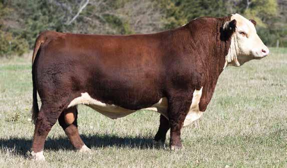 16 Pioneer 358C has undoubtedly surpassed any expectations we had and may be one of the most potent Hereford performance sires in recent times.