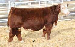 His progeny in last year s sale were the most popular sire group ever offered in a Topp Herefords auction.