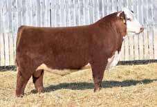 Combine his extraordinary power with 291 calves averaging 86 lbs. at birth and it s hard to ignore.