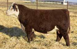 Eye pigment: LE 0/RE 0 TH 40U 755T DANI 76Y DAM OF LOT 98 TH 76Y 420A MOUNTAINEER 103C MATERNAL BROTHER TO LOT 98 LOT 99 TH 225A Z303 STRATEGY 28F P43919755 Calved: Jan.