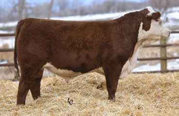 40 0.37 5 TH 55P 17Y LORETTA 79A DAM OF LOT 105 Recommended for use on heifers BW 77 lb.; Adj. 205-day wt. 642 lb.