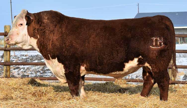 Reference Sire BIG 714 10Y Home Soon 5C ET Sire of Lots 112-126 REFERENCE SIRE BIG 714 10Y HOME SOON 5C ET P43576865 Calved: Jan.
