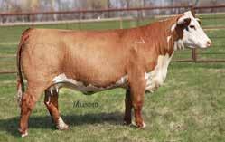 The Primrose cow family is noted for consistency, longevity, flawless udder type and power. His dam records young but impressive ratios of 91 BW, 102 WW and 104 YW.