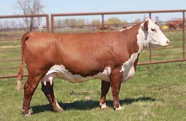 75J 44M LEGACY 103R {DLF,IEF} TH 53P W39 DUCHESS 23S 1.9 53 91 18 44 1.3 0.065 0.28 0.28 4 Recommended for use on heifers BW 88 lb.; Adj. 205-day wt. 655 lb.