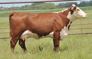 92F ratios 97 within his contemporary group on BW while his prominent dam commands an impressive Lifetime BW Ratio of 89.8 on five progeny.