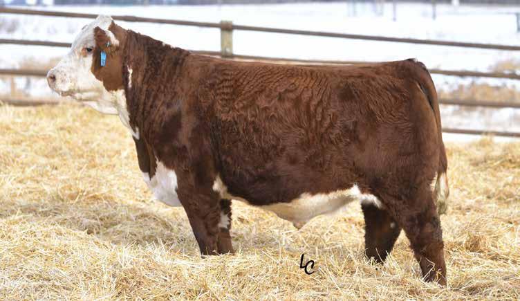 Additional Sire Groups Progeny LOT 138 TH 429A 206A SUPERIOR 167F P43920063 Calved: Feb.