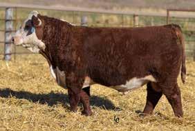 17Y LAMBEAU 86A SIRE OF LOTS 140-141 -0.8 47 77 21 44 0.7 0.045 0.34 0.20 6 Recommended for use on heifers BW 75 lb.; Adj. 205-day wt. 658 lb.