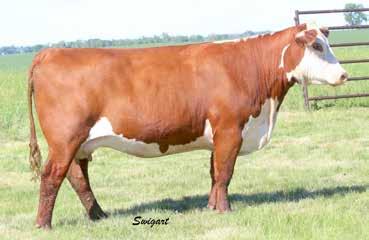 Additional Sire Groups Progeny LOT 143 TH 401A 94D START ME UP 181F P43920028 Calved: Feb.