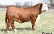 Her dam, 505U, is also responsible for the 2017 high seller TH Playbook 48D. Full brothers sell as lots 7-17.