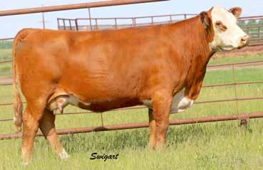 07 11 BW 106 lb.; Adj. 205-day wt. 792 lb. 529F is a feminine-made, larger framed daughter of donor dam 71S.