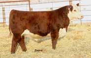 58F s popular full brother sold in last year s sale to young up-and-coming ND breeders, Tessier Herefords, Belfield, ND.