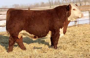 228A produced one of the elite bulls of the 2018 campaign selling to Russ Stein and Pelton Polled Herefords, ND.