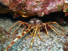 Understanding the perception of fishermen of Lastovo Islands Nature Park Spiny lobster, Palinurus elephas, commonly caught species in Lastovo Island NP In 2010, an assessment of the fishing resources