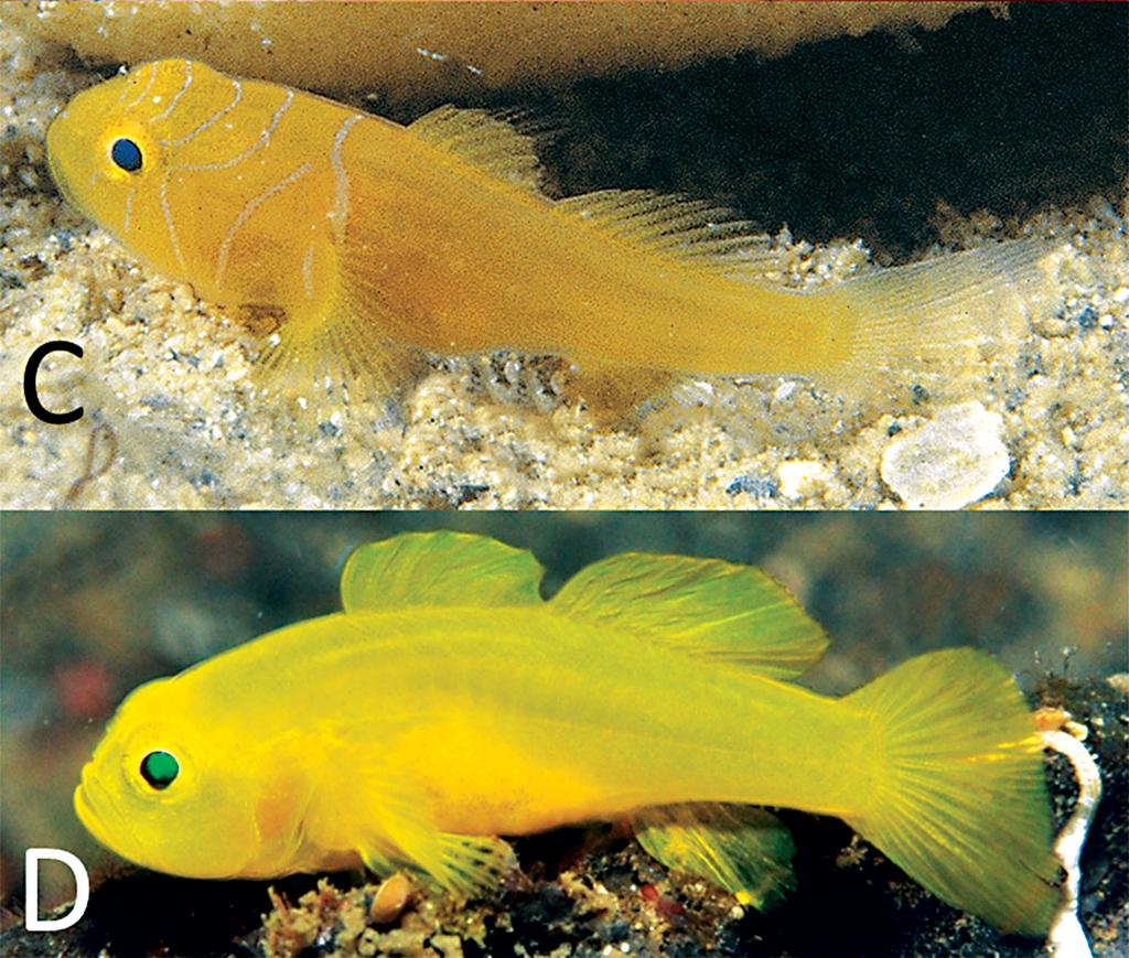 Figure 10. Comparison of color patterns for species of Lubricogobius: (C) L. ornatus, approximately 12 mm SL, New Caledonia (J.E. Randall); and (D) L.