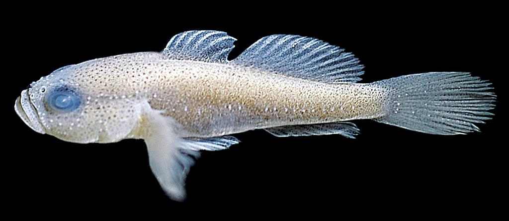pelvic fins mainly confined to basal half of fin; iris yellow. Description.