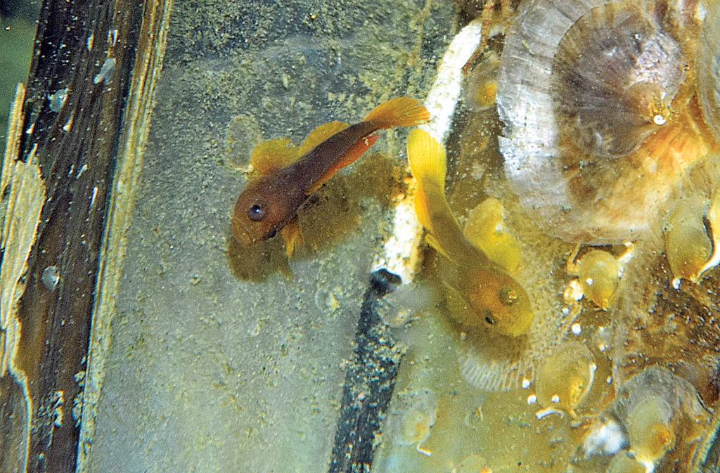 Figure 7. Lubricogobius nanus, underwater photograph of pair sheltering in dead bivalve shell, with 9.