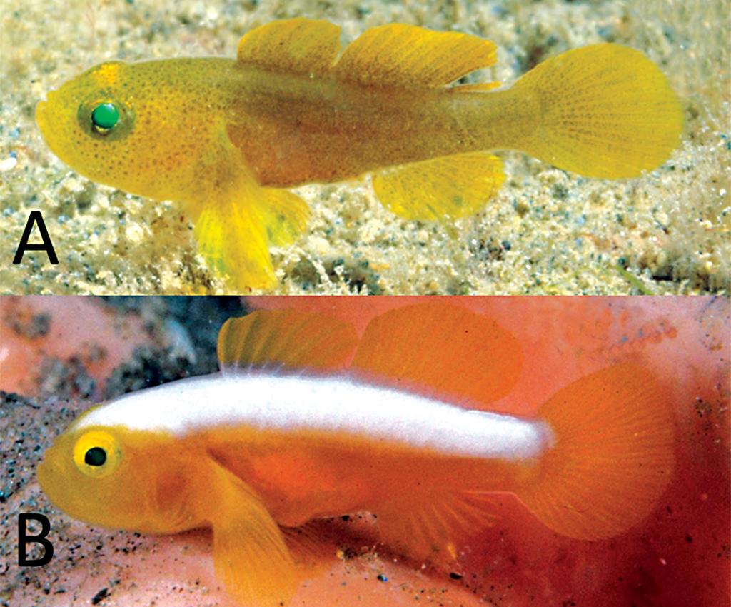Figure 9. Comparison of color patterns for species of Lubricogobius: (A) L. nanus, 10.9 mm SL (WAM P.34319 006), Alotau, Papua New Guinea (G.R. Allen); (B) L.