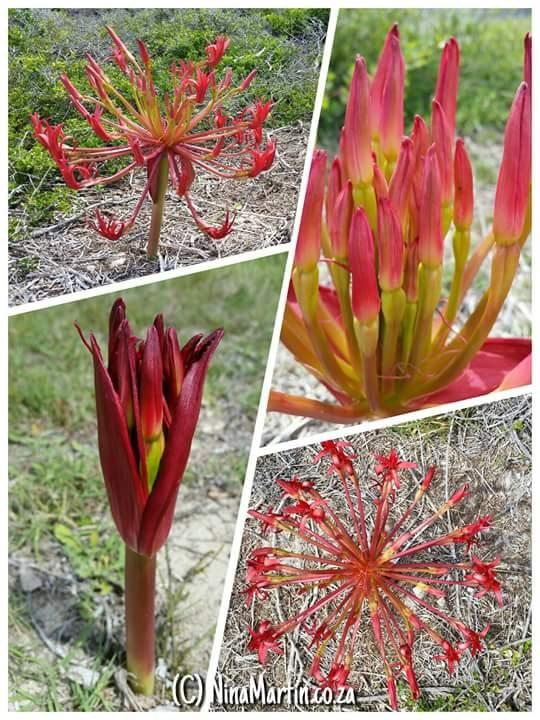 March Stefan evermann 24 March Dirk van Dyk 29 March eorge Hunt 30 March H P P Y B I T H D Y This beautiful flower commonly known as the candelabra, Latin name Brunsvigia orientalis, forms part of