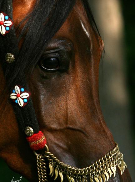 Icons of classic Arabian type, these magnificent horses remain living treasures of the equine world.
