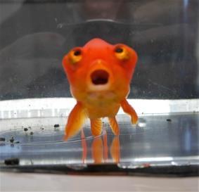 It reveals that the number of households owning pets was down a little, from 63% to 56% but the greatest fall is in ownership of a Goldfish. Down from 17% in 2012 to 10% last year.