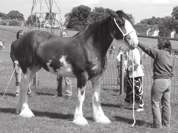 Clydesdales - judging begins at 12.30 ENTRY FEE: 2.00 PRIZE MONEY: 1st - 10; 2nd - 5; 3rd - 3. 107.