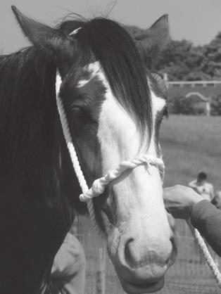 Yeld Mare Or Gelding, 3 years and over Sponsored by Mr & Mrs J. McIntyre, White House of Milliken 110.