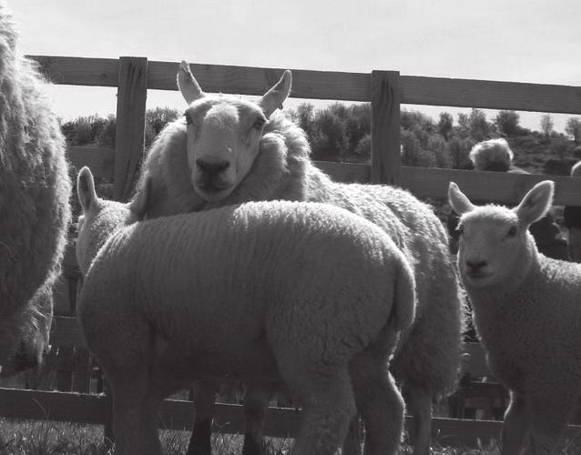 Sheep - judging begins at 10am ENTRY FEE: 1.00 PRIZE MONEY: 1st - 5; 2nd - 4; 3rd - 3. CHEVIOT 43.