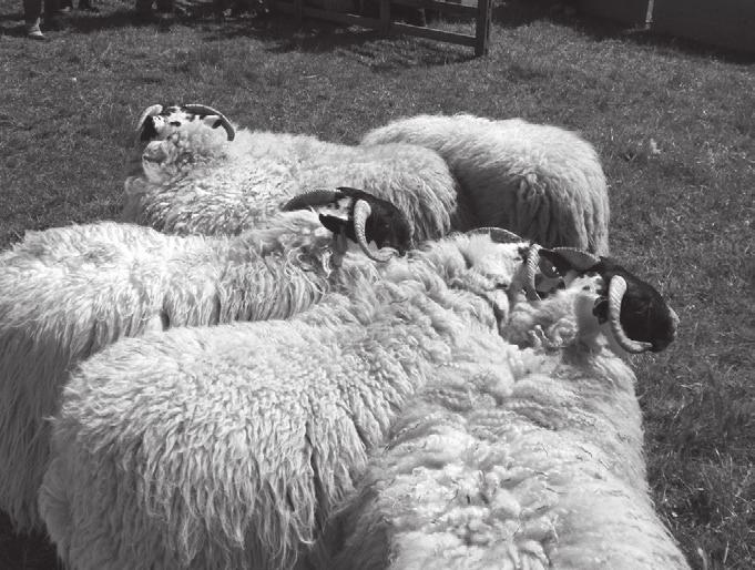 Sheep continued BLACKFACED 61. Ewe with Lamb at foot Sponsored by Robert Carruth, Carsemeadow. 62. Ewe Hogg Sponsored by Robert Carruth, Carsemeadow. 63.