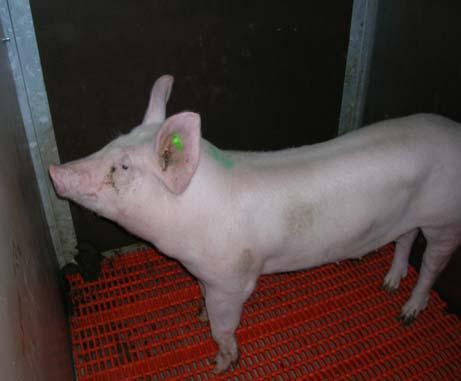 (3) Overview of proficiency tests in the near future. Animal experiment with pigs.