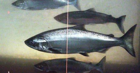 Dam 47% of ad-clipped adults assigned to Snake River hatcheries Chinook salmon