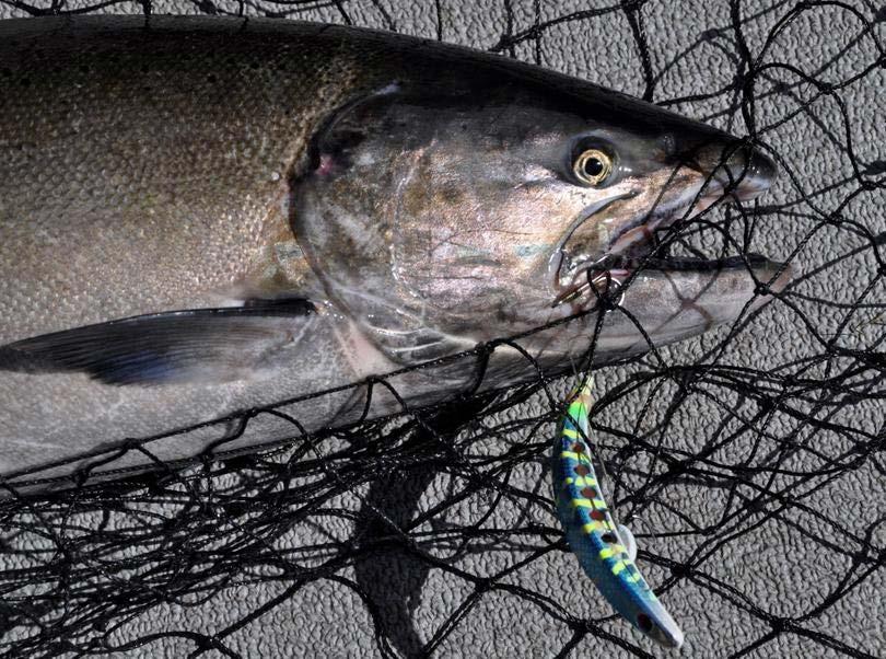 C - E Mainstem Columbia River: CRITFC monitors Chinook Salmon harvest Adipose clipped Fishery during summer mgmt period 100% 90% 80% 70% 60% 50%