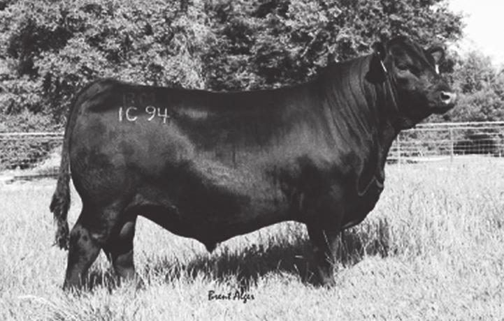 1 WW: +53 YW: +94 MILK: +30 Brilliance has tremendous power, muscle shape and style in a low birth weight package.