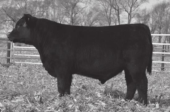 THE ATTLEMENS UT 50 Hand-Selected Yearling Angus Bulls Developed on a high roughage ration. Bulls gained 4.23 pounds per day during development. Strong in growth, calving ease, and added power.