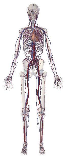 Figure 1. The threat weapon system Pictured in Figure 1 is the skeletal and circulatory system of the human body.