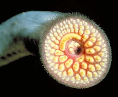 Facilitator Reference: BACKGROUND INFORMATION FOR FACT OR FICTION ACTIVITY Sea lamprey (Petromyzon marinua) are predaceous, eel-like fish native to the coastal regions of both sides of the Atlantic