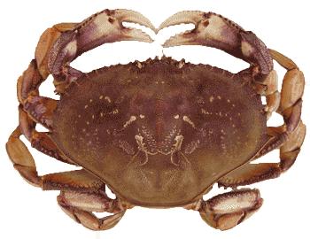 Illegal Crab and a Warrant on Tillamook Bay Dungeness crab. Photo credit: Oregon Department of Fish and Wildlife Sgt. Hoodenpyl and Tpr.