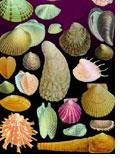 As mollusks develop from a fertilized egg to an adult, most pass through a larval stage called the