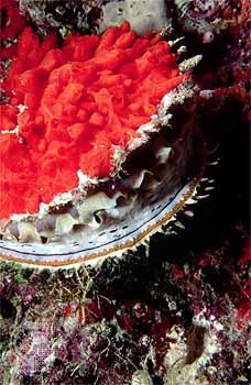 Mollusks also have a radula or file-like organ for feeding, a mantle that may secrete a shell, and