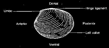 Place a clam in a dissecting tray and identify the anterior and posterior