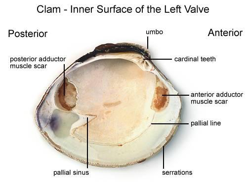 10. Examine the inner dorsal edges of both valves near the umbo and locate the toothlike projections. Close the valves & notice how the toothlike projections interlock. 11.