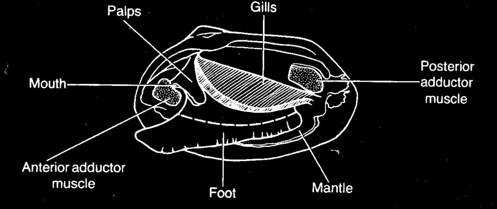 17. With scissors, cut off the ventral portion of the foot.