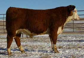Lot 9 Yearling Bulls HH Montana Rambo 1411 - BD: 2-7-14 Actual : 87 lbs A high performance bull both in phenotype and on paper.
