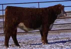 Lot 11 Yearling Bulls HH Rambo Knockout 1416- BD: 2-11-14 Actual : 87 lbs 9040W is an outstanding cow. All of her progeny are still in production today.