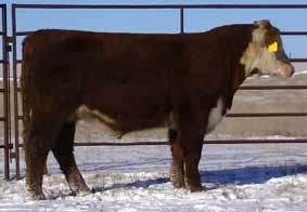 Lot 12 HH Casino Boomer 1421 - BD: 2-19-14 Actual : 68 lbs A heifer bull prospect out of our own sire Little Casino who has produced some of our best young females.